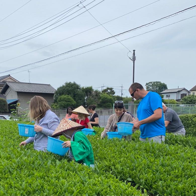 A relaxing Japanese cultural experience where you can heal your heart while enjoying creative French cuisine in a tatami room of an old folk house, after trying tea picking and tea making near the forest where Totoro lives!